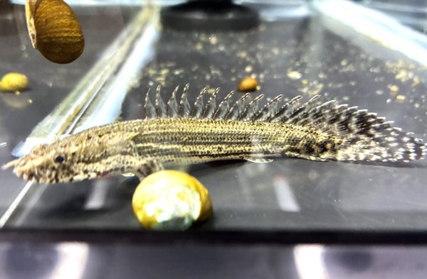 画像1: ポリプテルス ラプラディ(8cm±)ブリード (1)