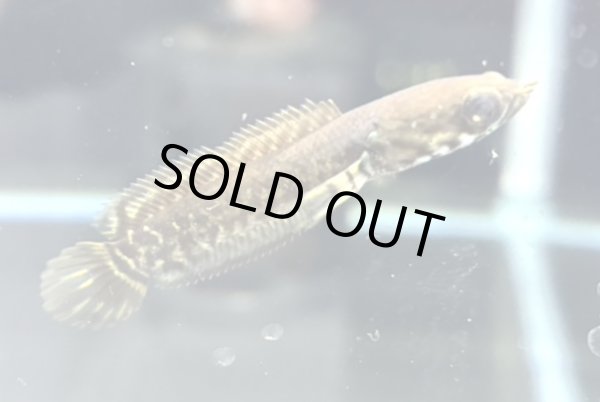 画像1: レインボースネークヘッド(5cm±)国産ブリード 訳アリ (1)