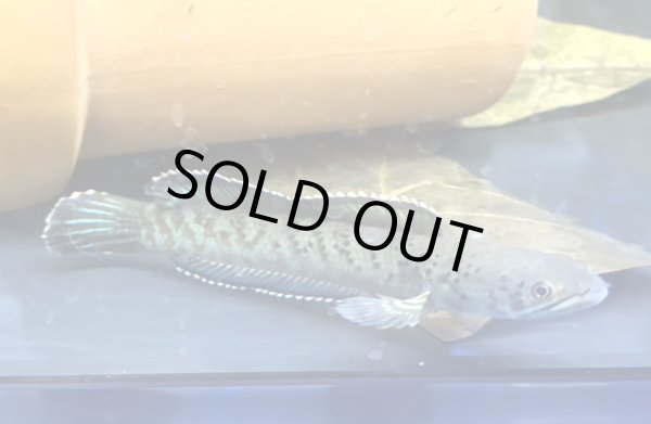 画像1: チャンナ パルダリス(11cm±)WILD (1)