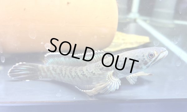 画像2: チャンナ パルダリス(11cm±)WILD (2)