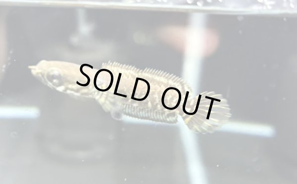 画像2: レインボースネークヘッド(5cm±)国産ブリード 訳アリ (2)