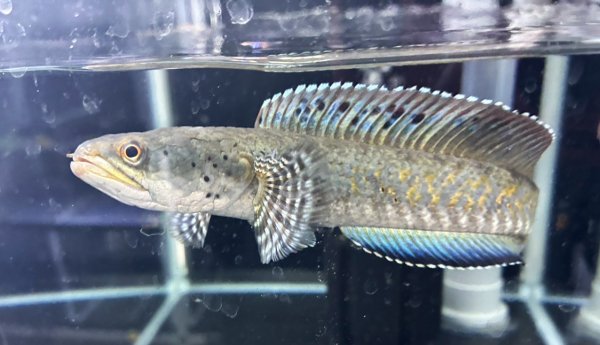 画像1: チャンナ オルナティピンニス(17cm±)WILD★ (1)