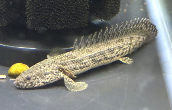 画像1: ポリプテルス アンソルギー(8cm±)ブリード (1)