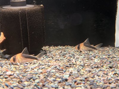 画像1: コリドラス ブロードバンドデビットサンジィ CW107 WILDタメリバー★