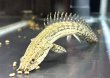 画像1: ポリプテルス ラプアン(9cm±)ブリード (1)