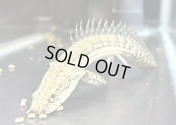 画像1: ポリプテルス ラプアン(9cm±)ブリード (1)