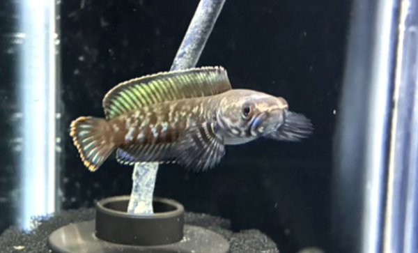 画像2: チャンナレッドアンドラオ(7cm±)訳アリ (2)