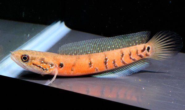 画像3: コウタイ スーパーレッド(13cm±) (3)