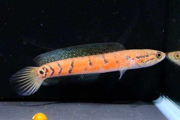 画像2: コウタイ スーパーレッド(13cm±) (2)