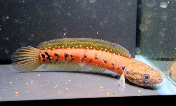 画像1: コウタイ スーパーレッド(13cm±) (1)