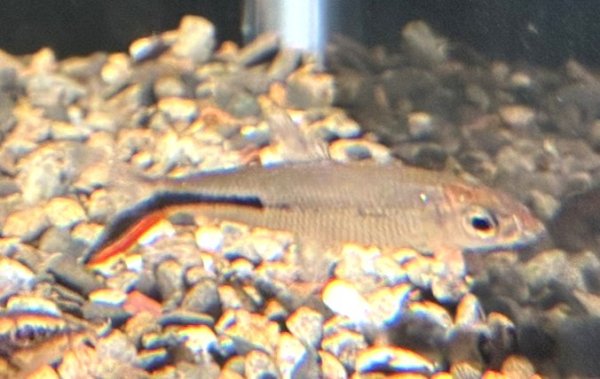 画像1: レッドテールヘミオダス 上物(6cm±)WILD (1)