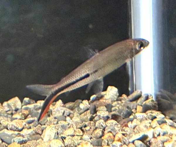 画像2: レッドテールヘミオダス 上物(6cm±)WILD (2)