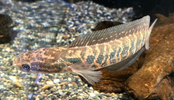 画像2: レッドコウタイ(17cm±) (2)