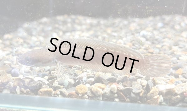 画像1: チャンナレッドアンドラオ(6cm±) (1)