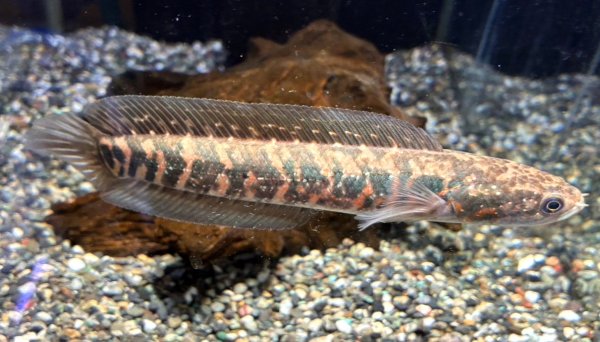 画像1: レッドコウタイ(17cm±) (1)