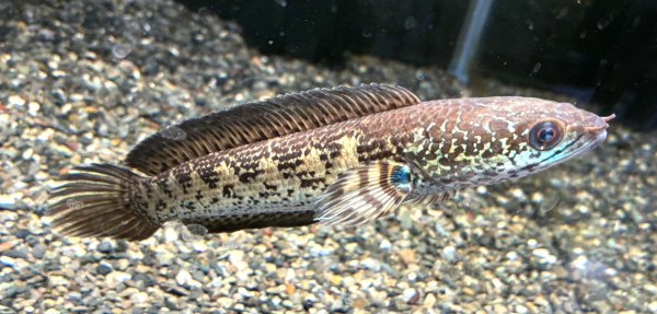 画像1: バイオレットスネークヘッド(16cm±)上物 WILD (1)