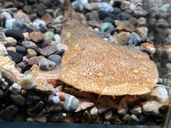 画像1: パカモン(7cm±)ブリード (1)