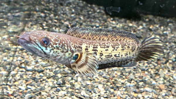 画像2: バイオレットスネークヘッド(16cm±)上物 WILD (2)