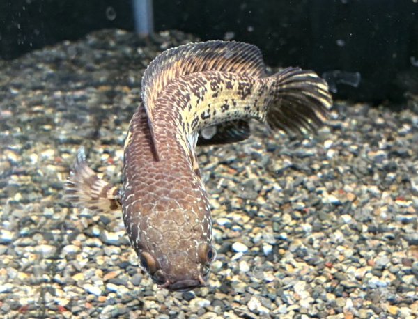 画像3: バイオレットスネークヘッド(16cm±)上物 WILD (3)