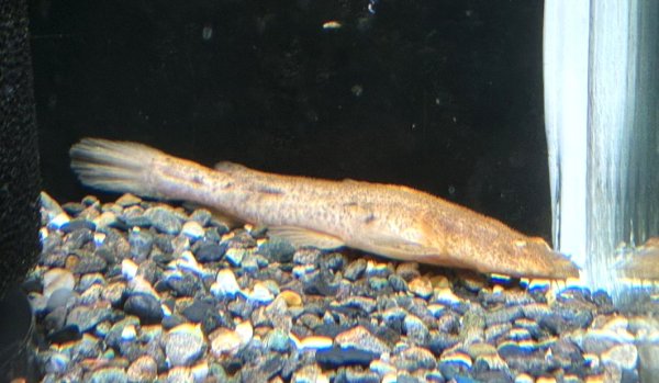 画像1: パカモン(7cm±)ブリード (1)