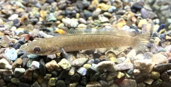 画像1: ブルーレインボー スネークヘッド(7cm±)WILD (1)