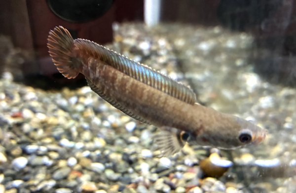 画像1: ブルーレインボー スネークヘッド(6cm±)国産ブリード (1)