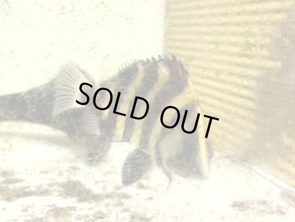 画像2: ニューギニア ダトニオ(10cm±)WILD (2)