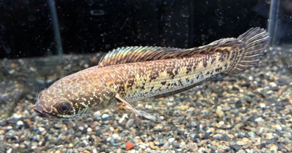 画像1: バイオレットスネークヘッド(16cm±)上物 WILD (1)