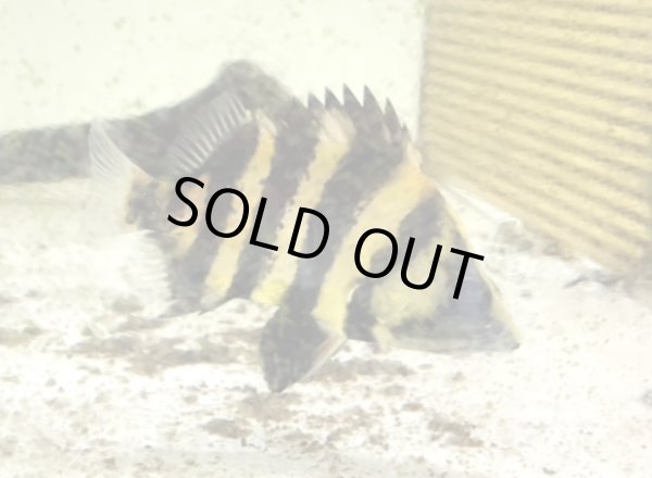 画像1: ニューギニア ダトニオ(10cm±)WILD (1)