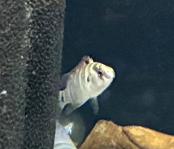 画像1: バジスバジス  (1)