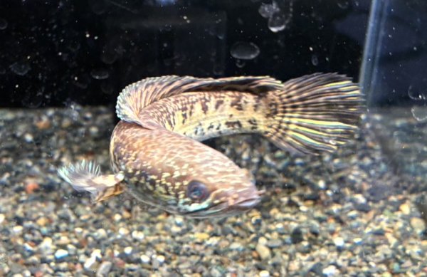 画像3: バイオレットスネークヘッド(16cm±)上物 WILD (3)