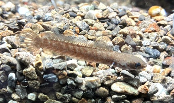 画像1: ブルーレインボー スネークヘッド(7cm±)WILD (1)