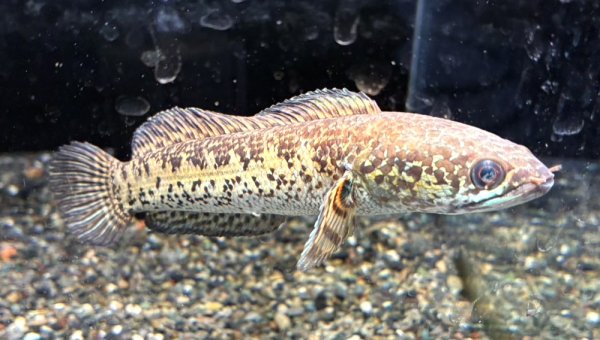 画像2: バイオレットスネークヘッド(16cm±)上物 WILD (2)