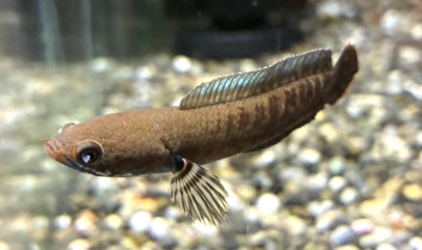 画像1: ブルーレインボー スネークヘッド(6cm±)国産ブリード (1)