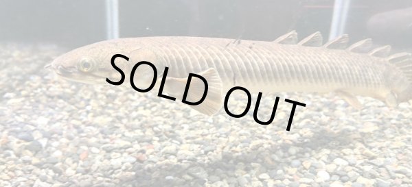 画像2: 【予約品】ポリプテルス パルマスポーリー(15cm±)WILD (2)