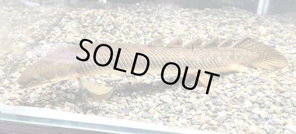 画像1: 【予約品】ポリプテルス パルマスポーリー(15cm±)WILD (1)