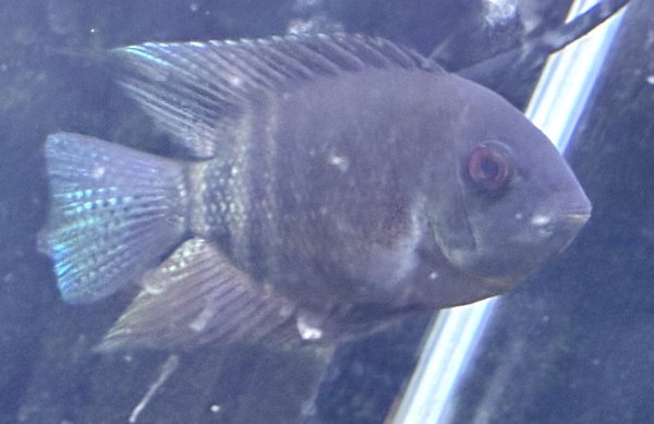 画像1: へロス セベラム リベリフェール リオクラーレ(13cm±)WILD (1)