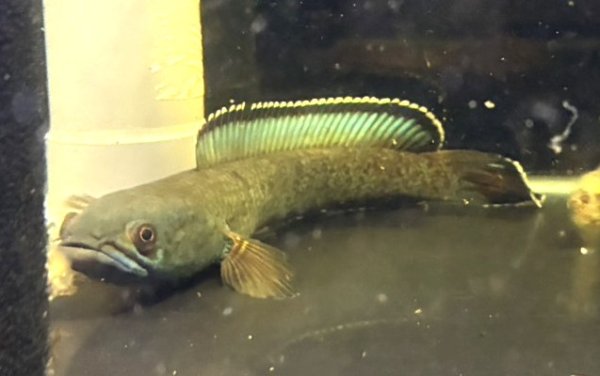 画像1: チャンナ アリストネイ(15cm±)上物 WILD (1)