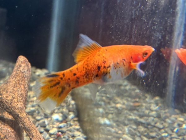 画像2: 昭和三色ソードテール 1ペア 国産ブリード (2)