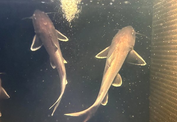 画像1: スタージョンシーキャット(20cm±)WILDインドネシア (1)