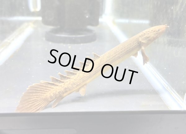 画像1: ポリプテルス トゥジェルシー(10cm±)ブリード (1)