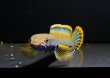 画像2: アイズファイヤー スネークヘッド(11cm±)上物 WILD (2)