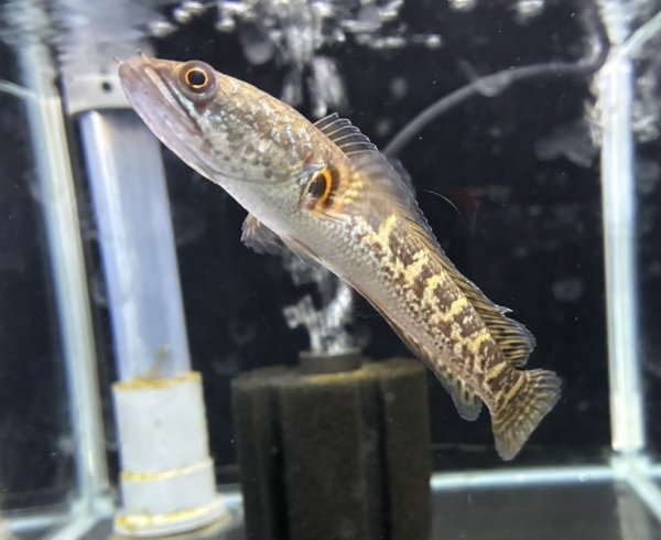 画像1: バイオレットスネークヘッド(11cm±)WILD (1)