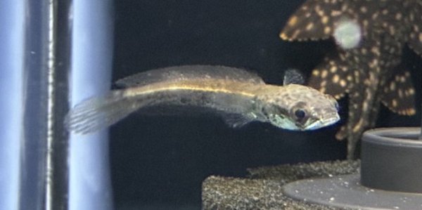 画像1: チャンナ マルリオイデス イエローセンタルン(5cm±)WILD (1)