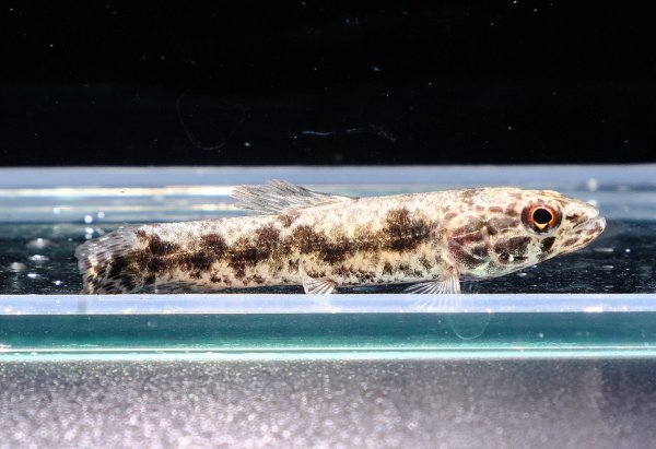 画像1: ウルグアイタライロン(6cm±)WILD (1)