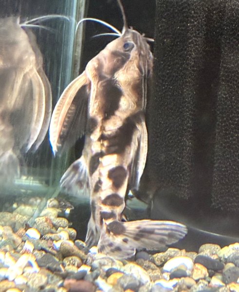 画像1: メガロドラス(11cm±)WILD (1)