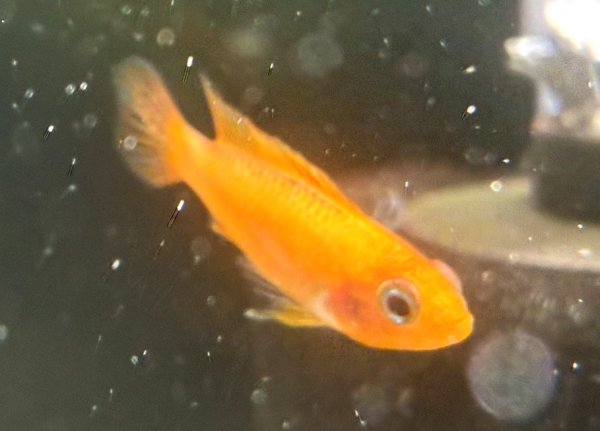 画像1: アピストグラマ アガシジィ ファイヤーレッド メスのみ EUブリード (1)