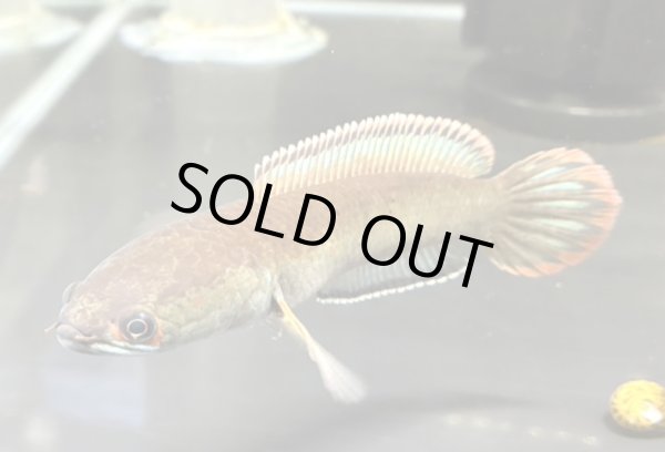 画像1: アイズファイヤー スネークヘッド(11cm±)WILD (1)