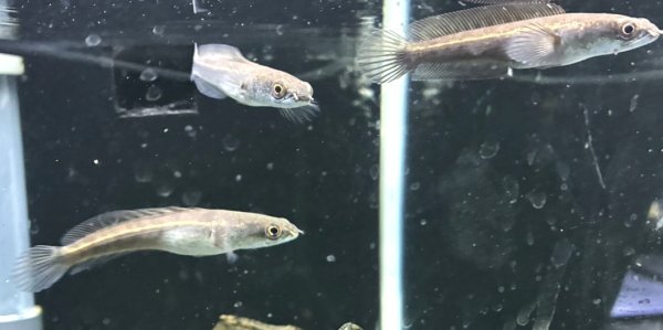 画像1: チャンナ マルリオイデス イエローセンタルン(7cm±)WILD (1)