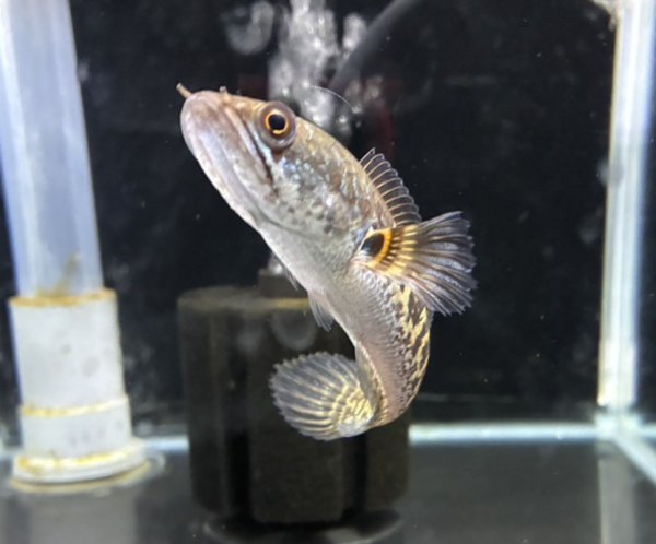 画像2: バイオレットスネークヘッド(11cm±)WILD (2)